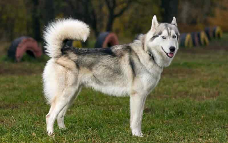 husky original y falso