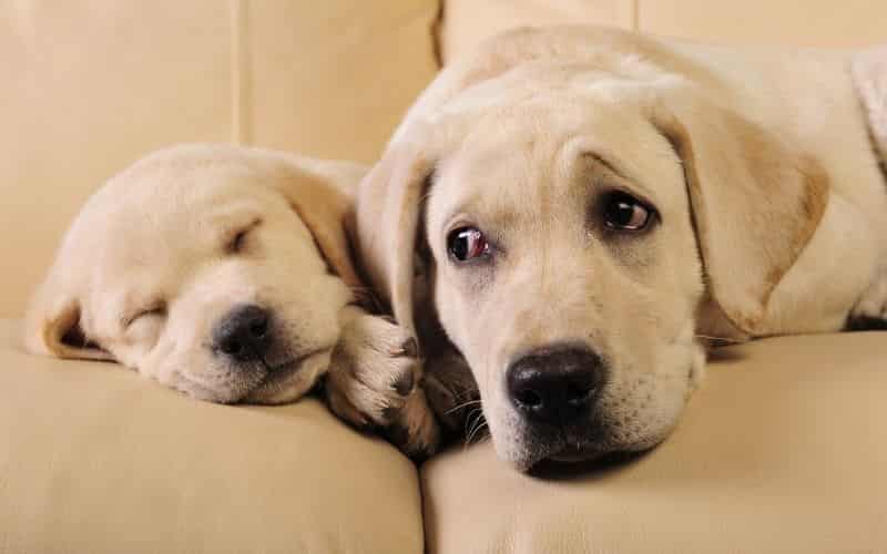 labrador bebe