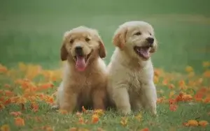 labrador bebe