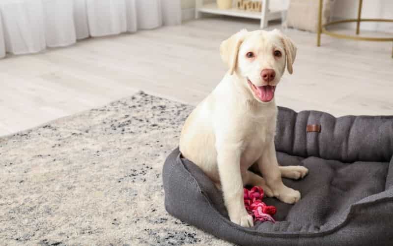 labrador bebe