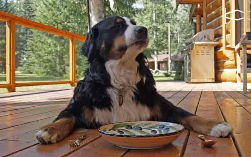 los perros pueden comer melon