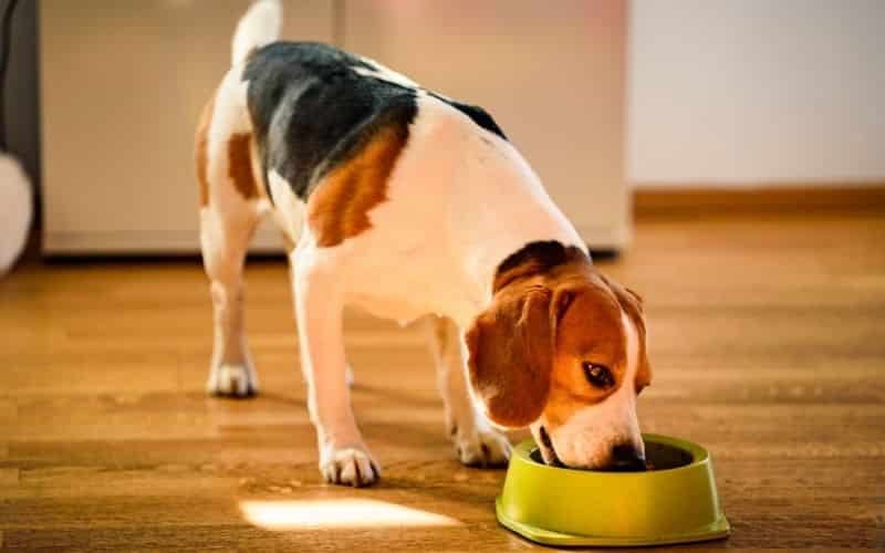 los perros pueden comer piña