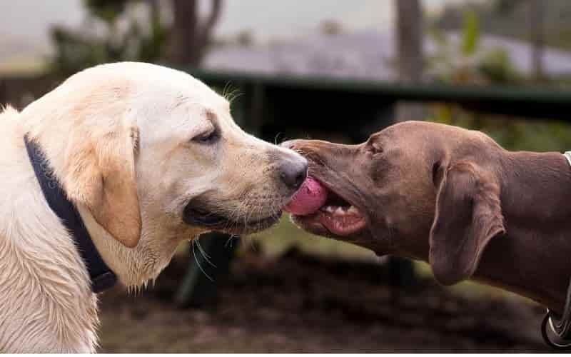dos perros jugando