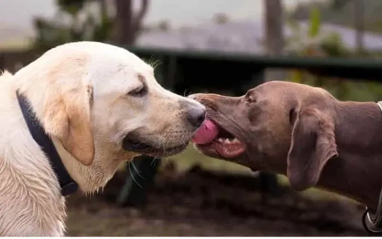 mal aliento en perros