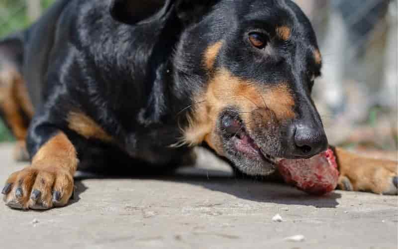 perro comiendo