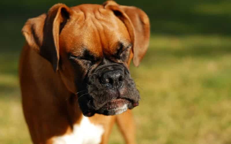 mi perro estornuda mucho
