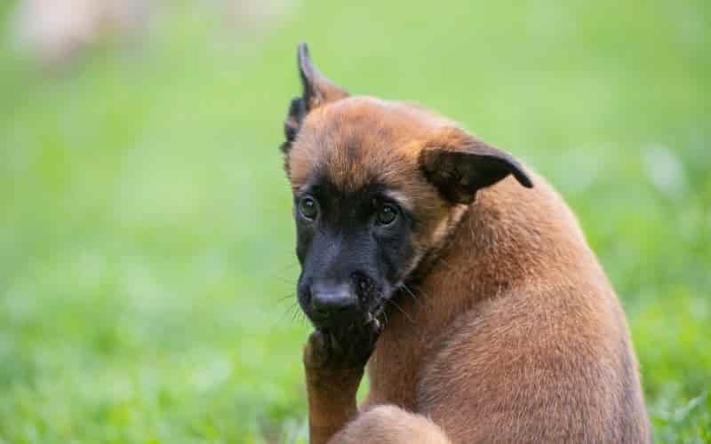 mi perro se lame mucho las patas