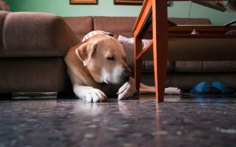 mi perro se lame mucho las patas