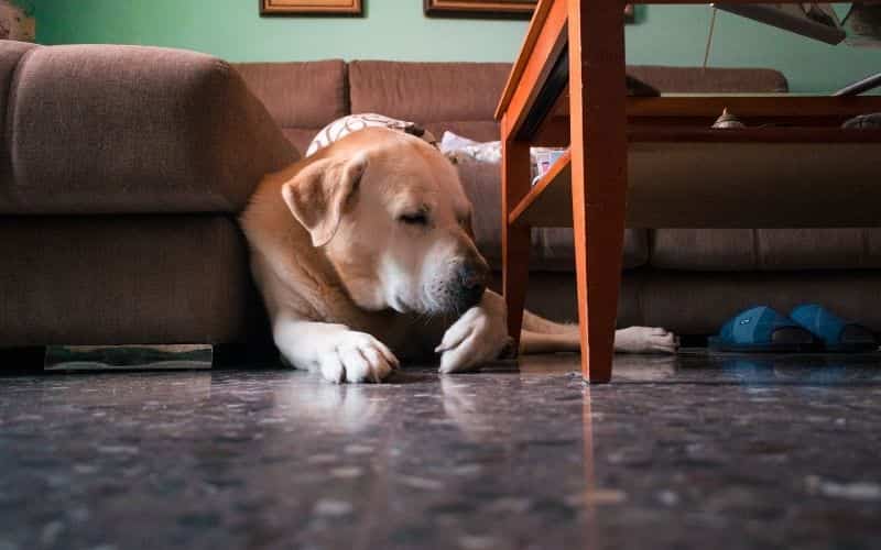 mi perro se lame mucho las patas