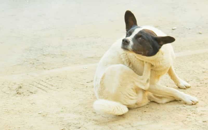 mi perro se rasca mucho