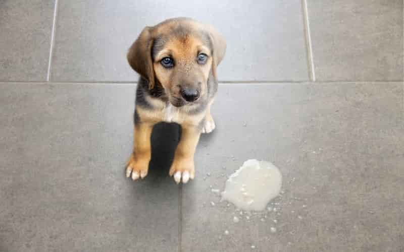  perro vomita espuma blanca