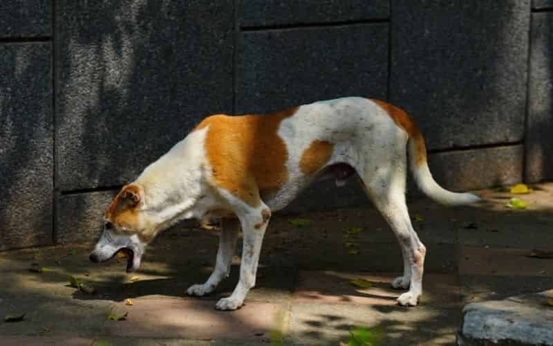 mi perro vomita espuma blanca