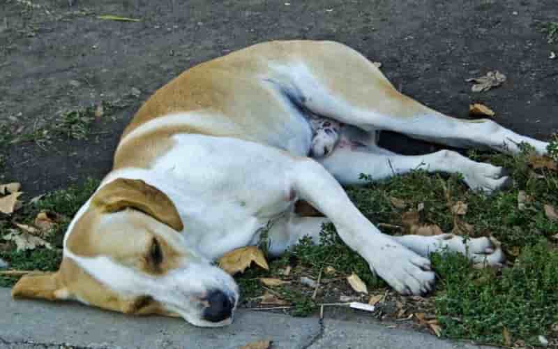mi perro vomita espuma blanca