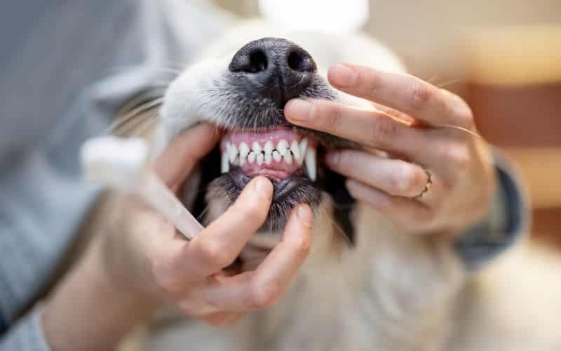 criador revisando el perro 