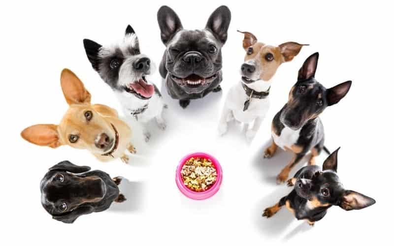 perros posando para foto