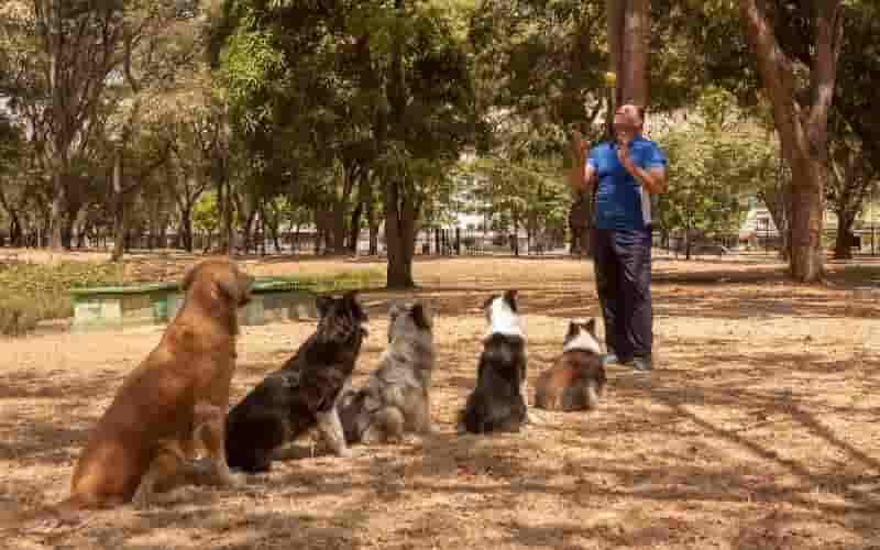 pedigree perros