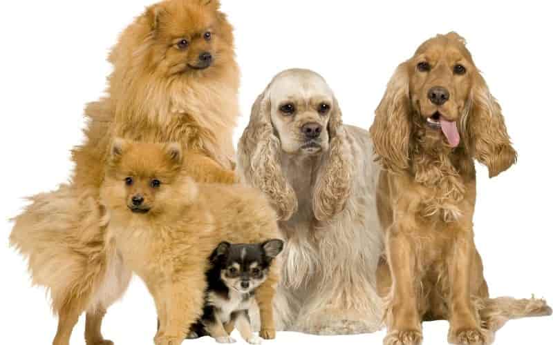 pedigree perros