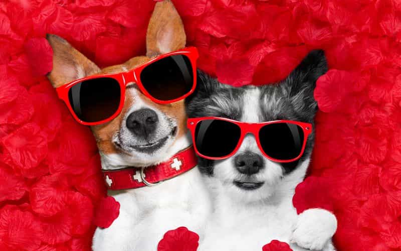 100 nombres para perros machos 