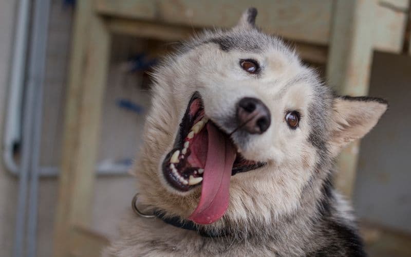 100 nombres para perros machos pequeños