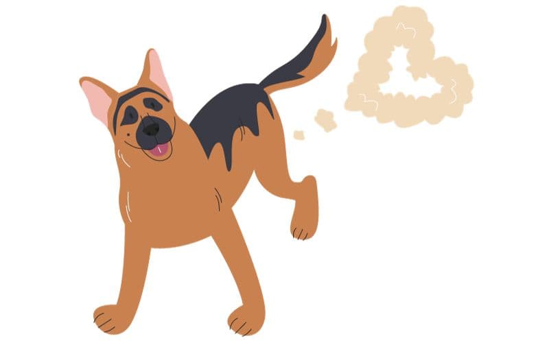 perro se echo un gas