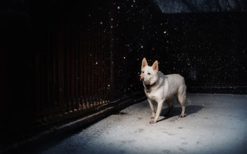 perro paseando de noche