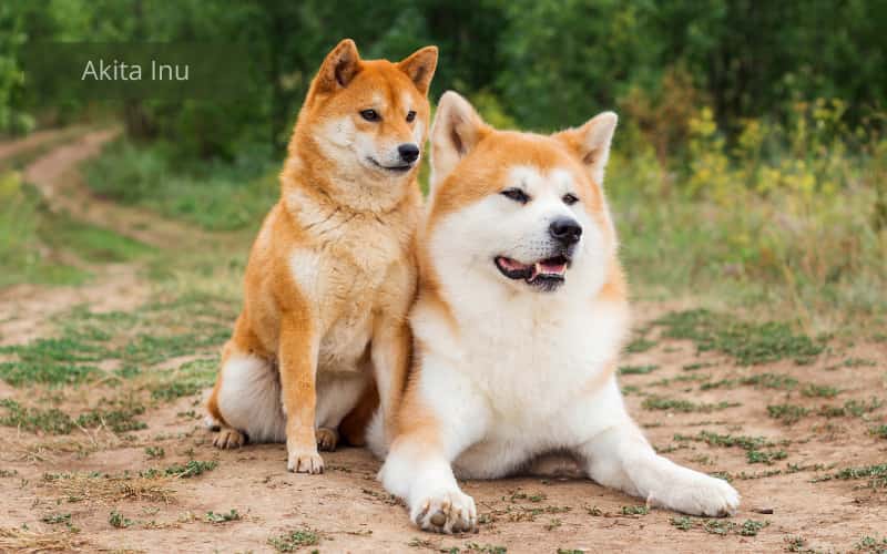 dos perros acostados sobre la tierra