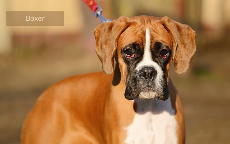 perro boxer mirando a la camara