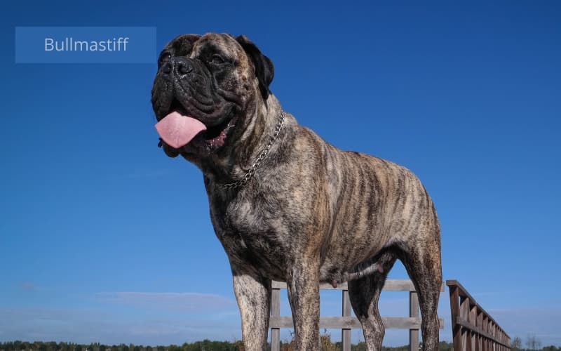 perro grande en una finca