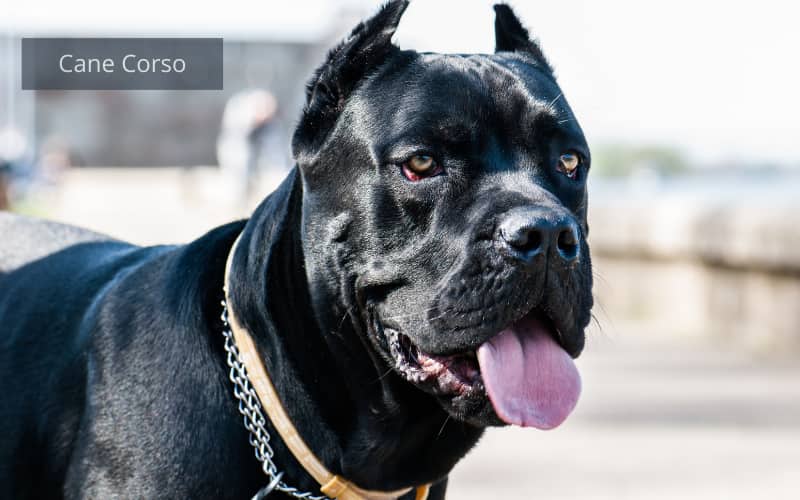perro de color negro con la lengua afuera