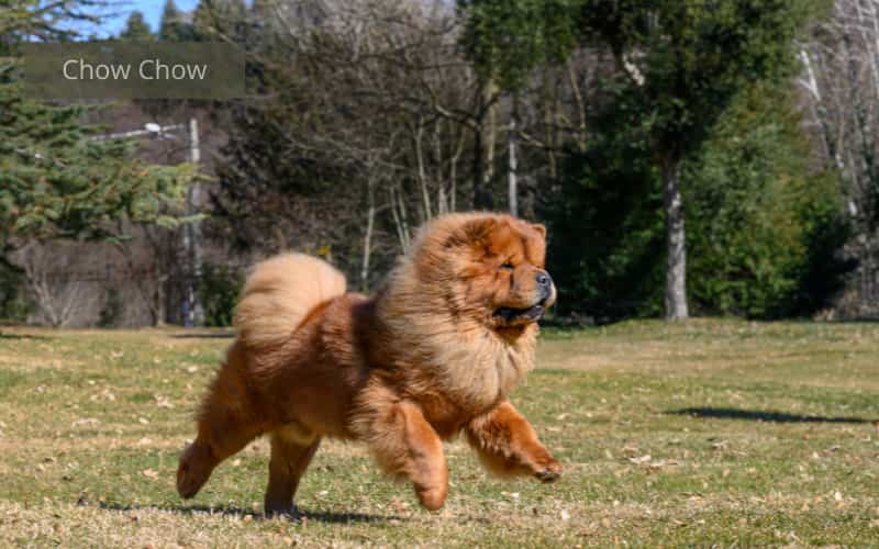 perro chow chow corriendo en una finca