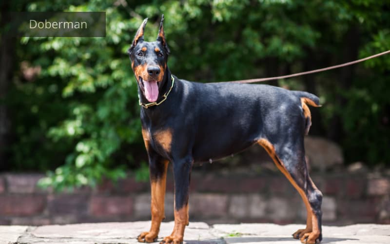 perro doberman