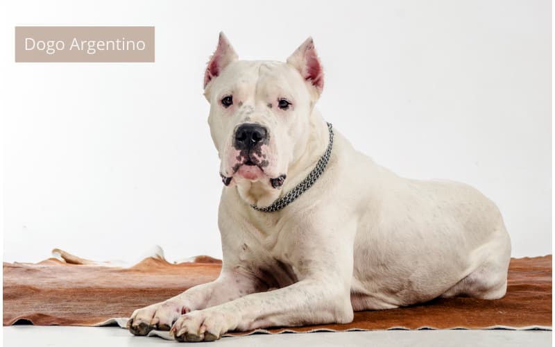 perro dogo echado sobre un piso