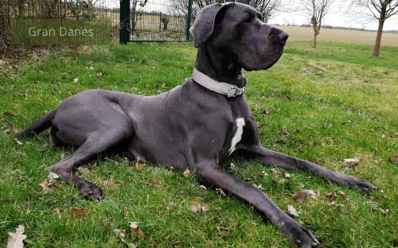 perro gran danes echado sobre la grama