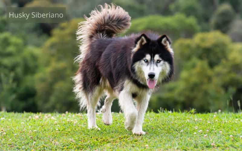 perro husky