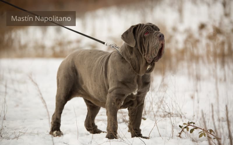 perro mastin