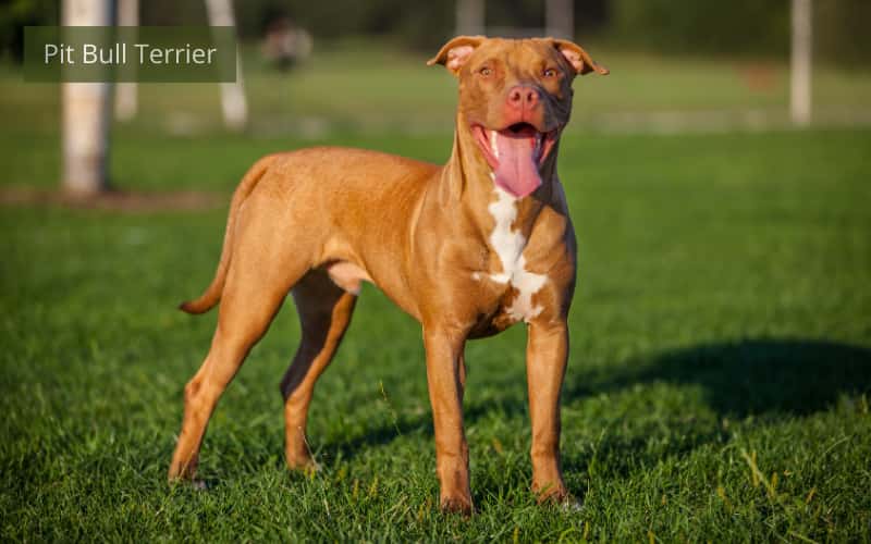 perro terrier 