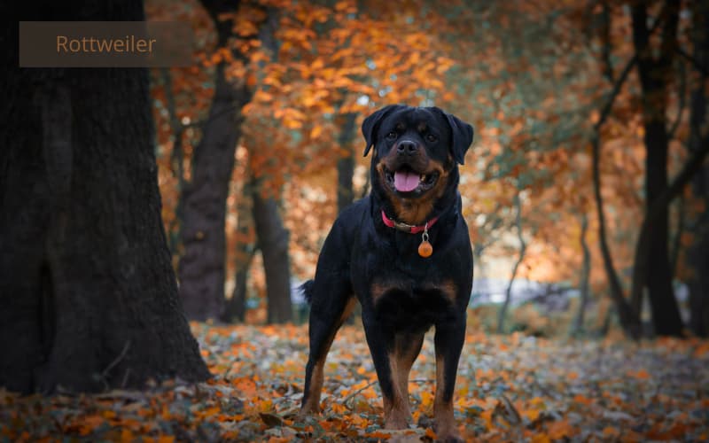 perro rottweler