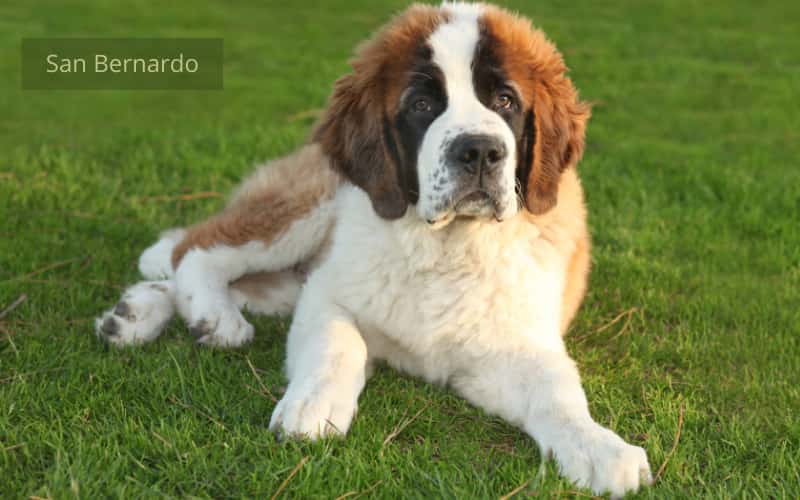 perros más peligrosos y prohibidos