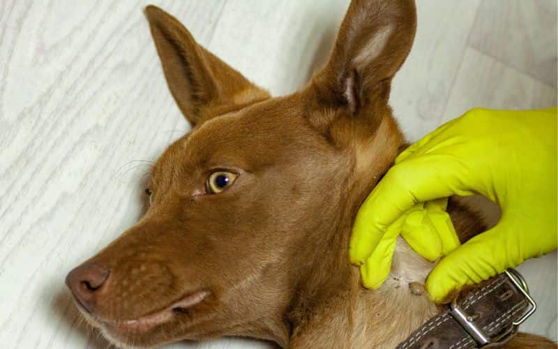 un perro acostado y una persona esta mostrando una garrapata