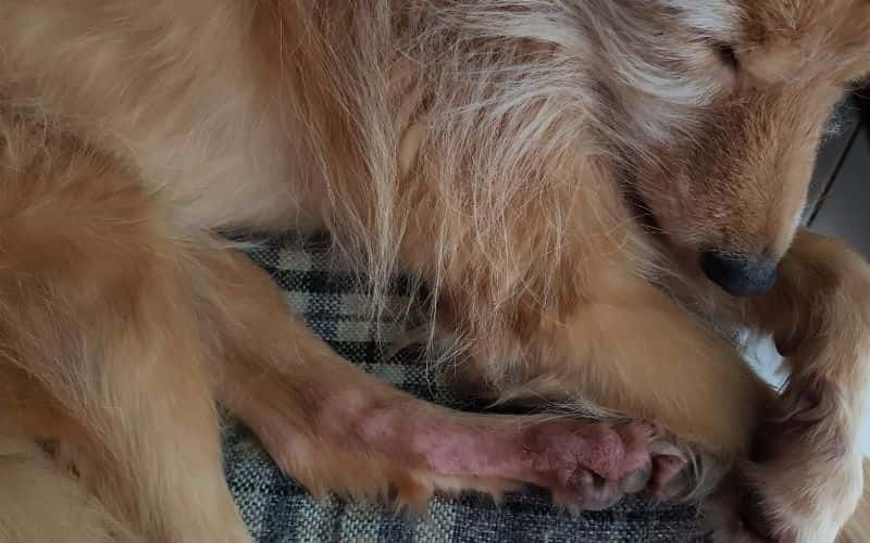 perro con la pata enferma 