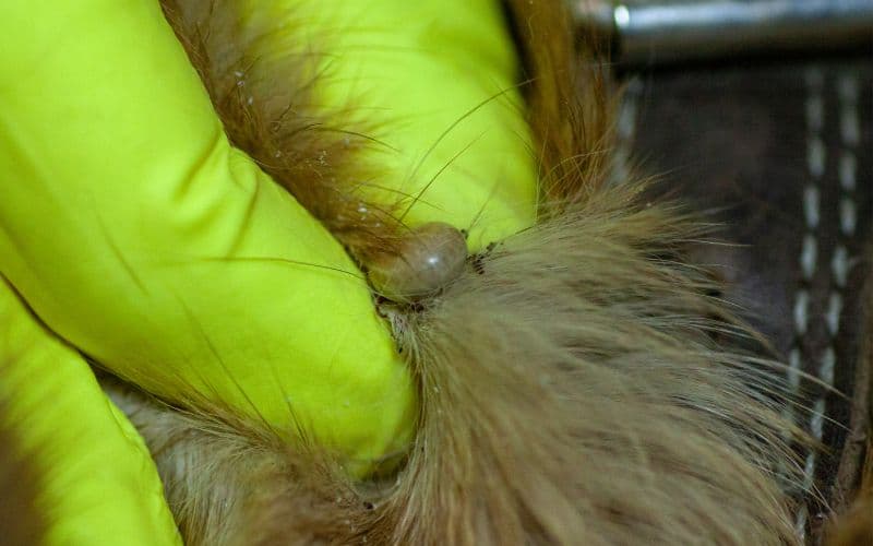 una persona sacando una garrapata a un perro