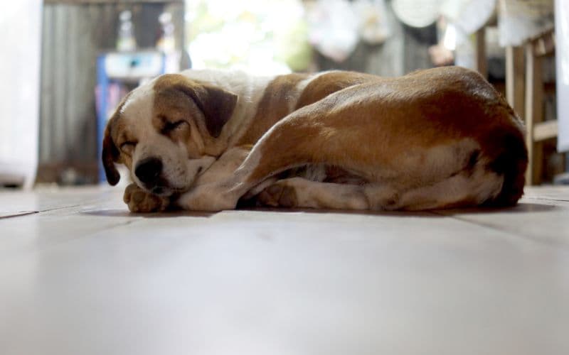 perro durmiendo sobre el piso