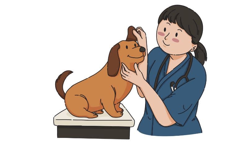 dibujo de un veterinario chequeando un perro
