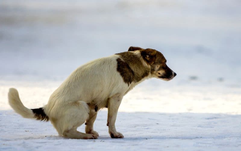 aplicar un enema casero a tu perro