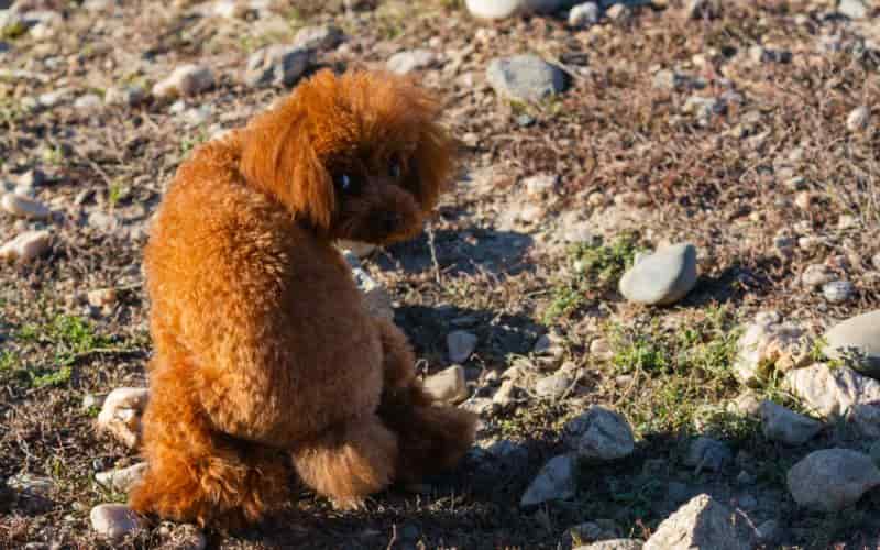 aplicar un enema casero a tu perro