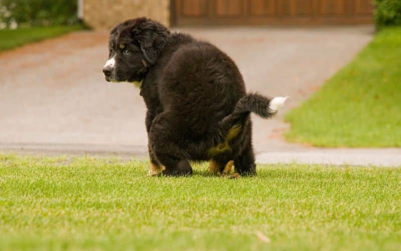 perro defecando en un jardin