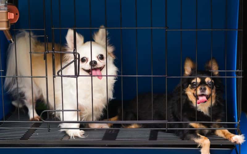 2 perros en una jaula