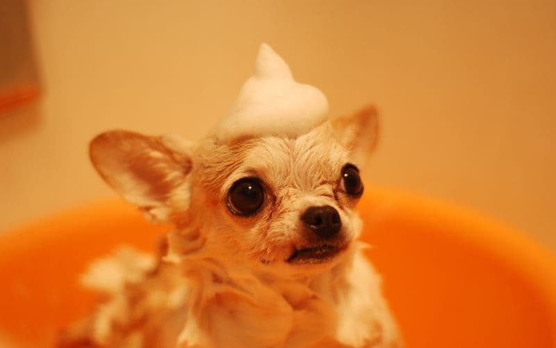 chiguagua pelo largo