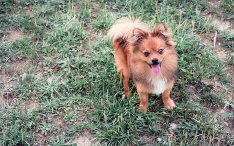 chiguagua pelo largo