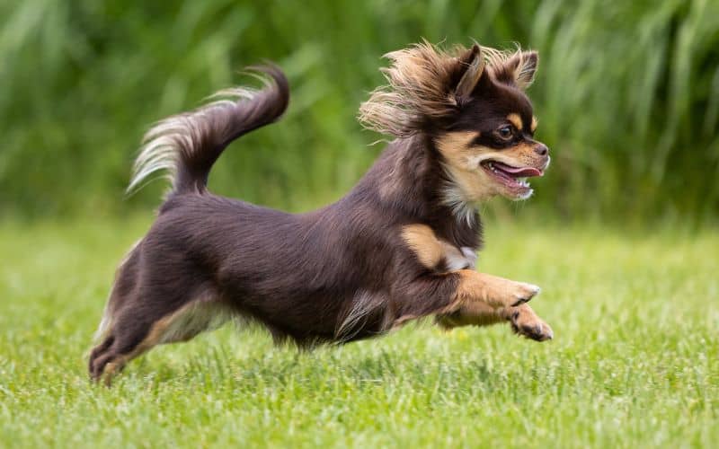 perrito miniatura saltando
